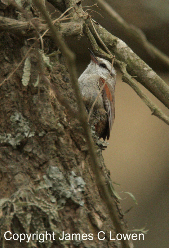 Stripe-crowned Spinetail