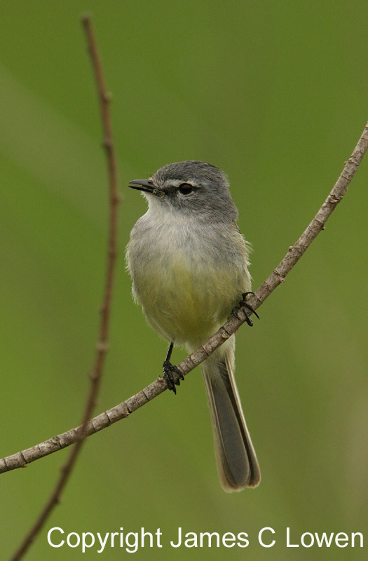 White-crested Tyrannulet