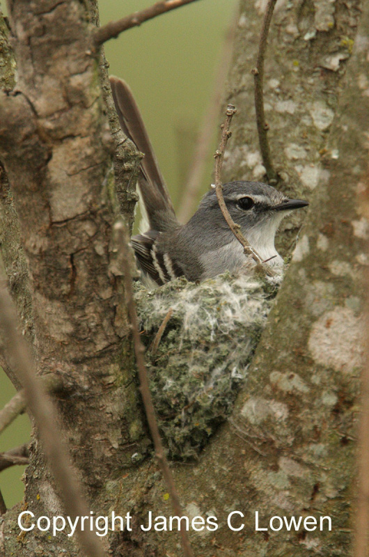 White-crested Tyrannulet
