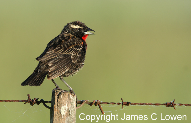 White-browed Blackbird