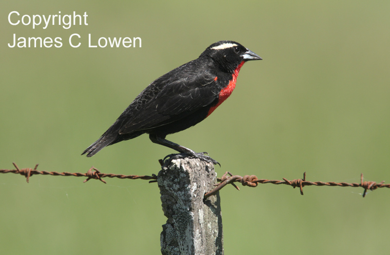 White-browed Blackbird