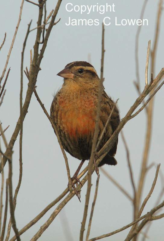 White-browed Blackbird