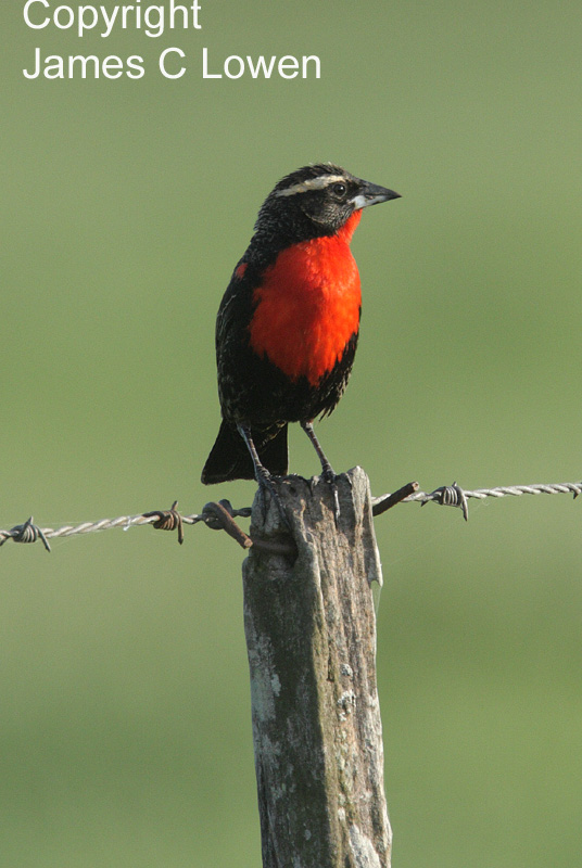 White-browed Blackbird