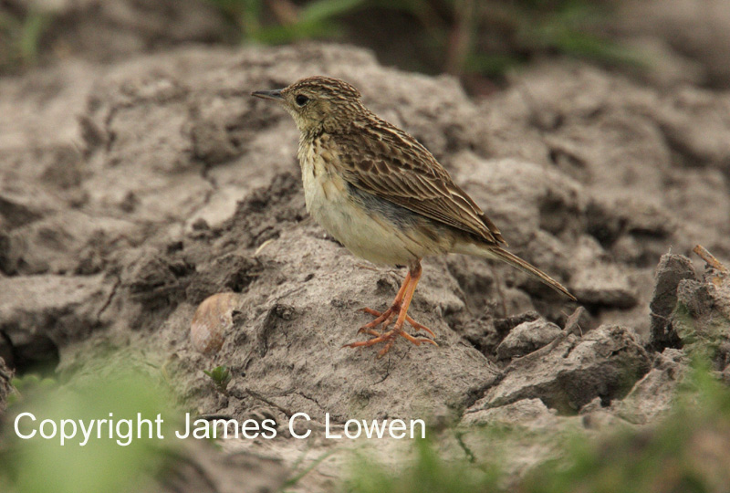 Yellowish Pipit