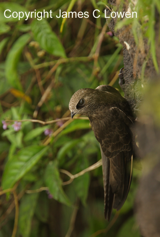 Great Dusky Swift