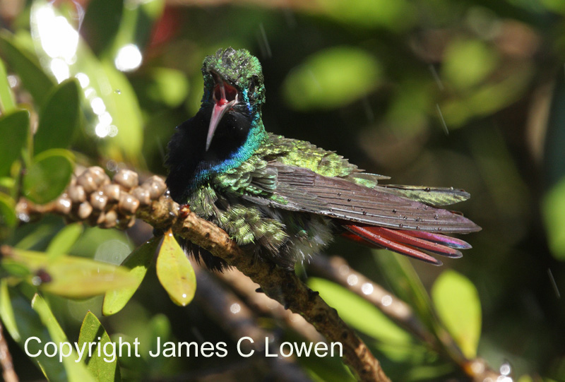 Black-throated Mango