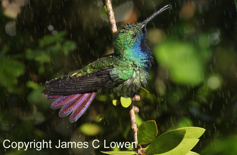 Black-throated Mango