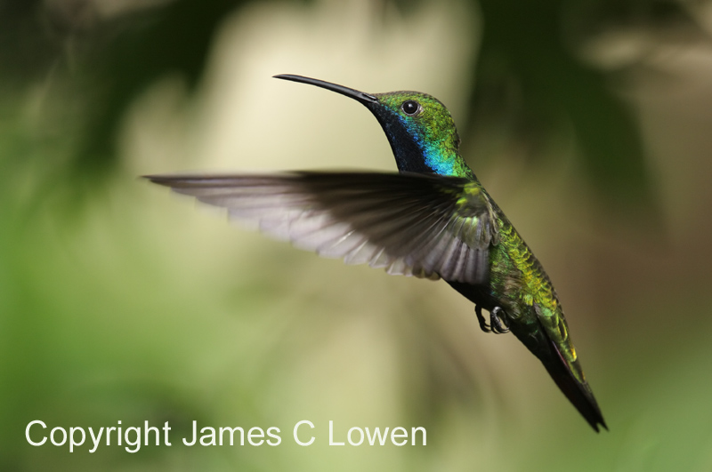 Black-throated Mango