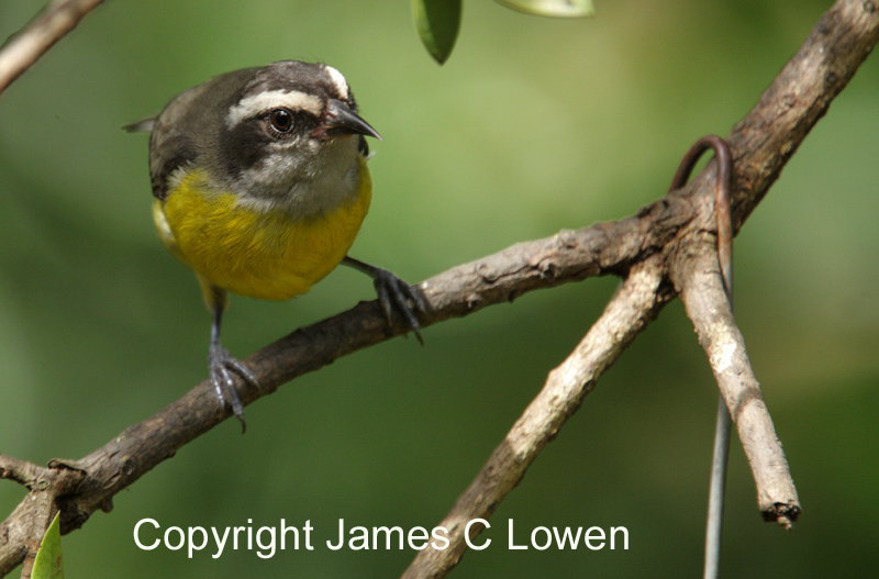 Bananaquit