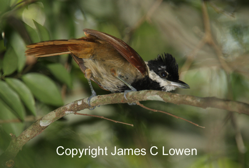 White-bearded Antshrike