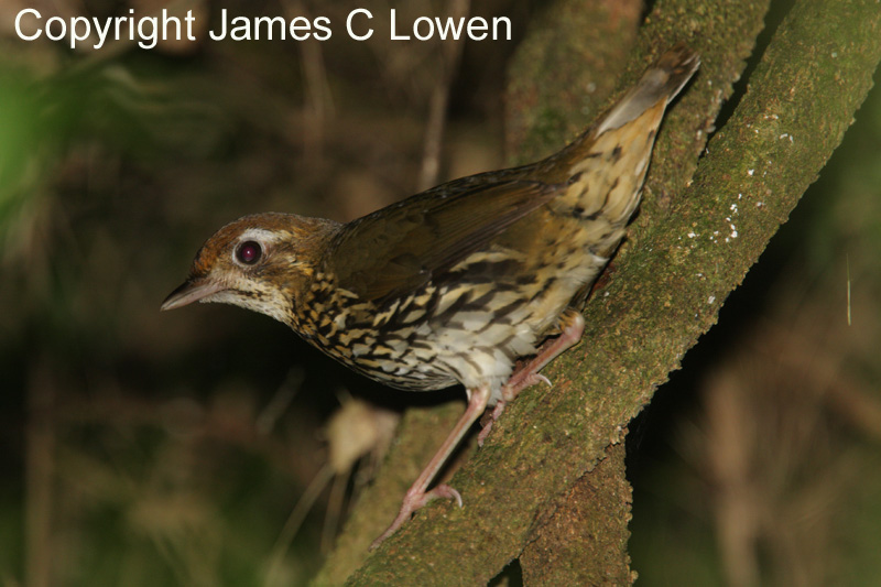 Short-tailed Antthrush