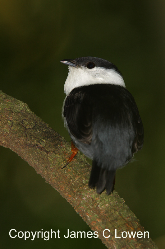 White-bearded Manakin