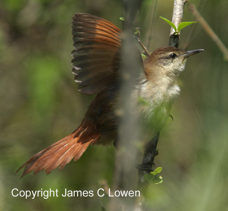 Olive Spinetail
