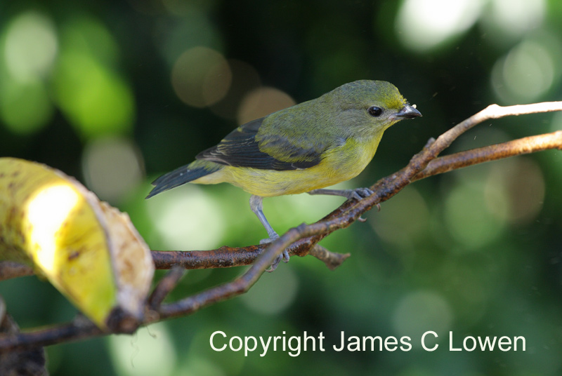 Violaceous Euphonia