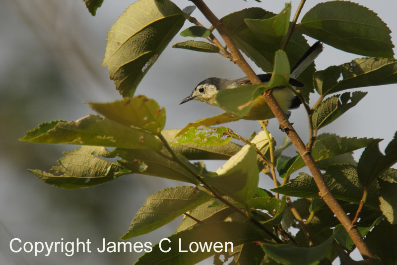 Creamy-bellied Gnatcatcher