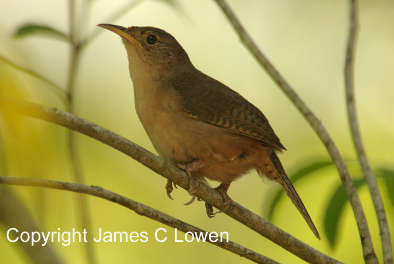 House Wren