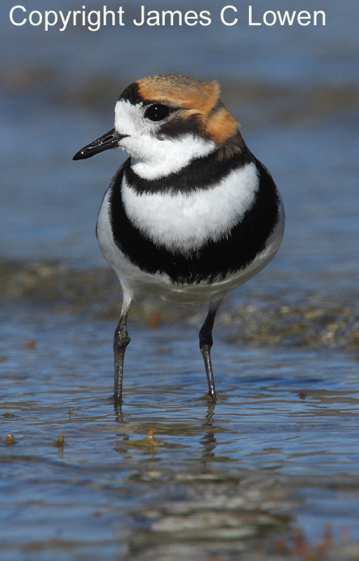 Double-banded Plover