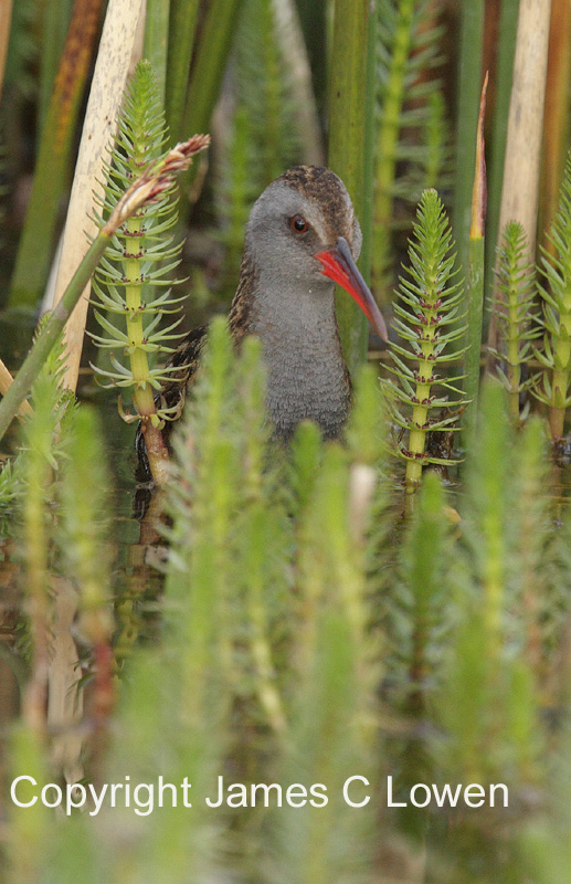 Austral Rail