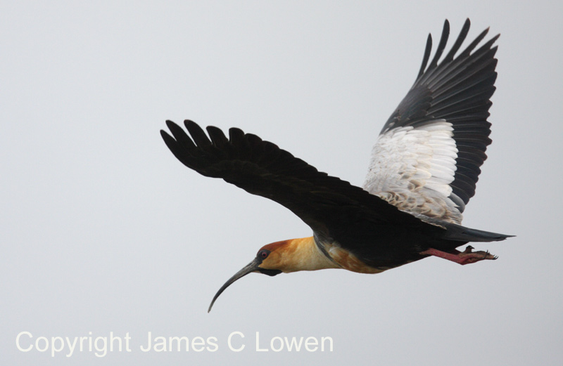 Black-faced Ibis