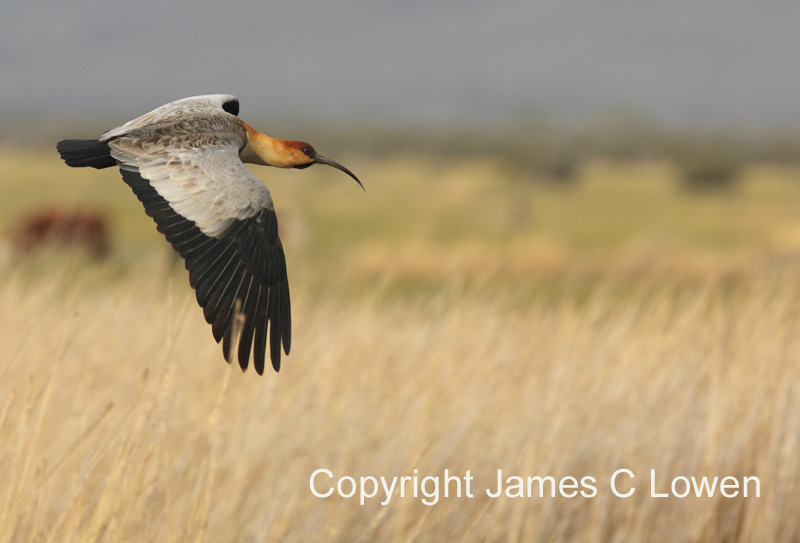Black-faced Ibis