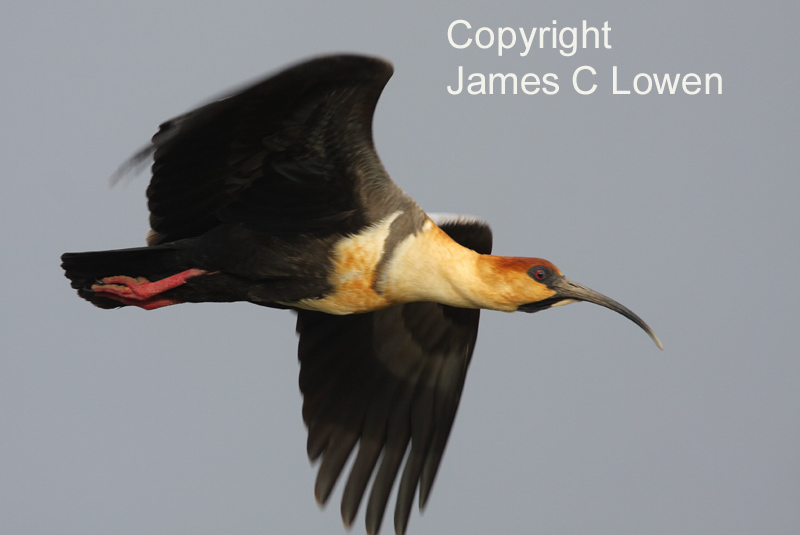 Black-faced Ibis