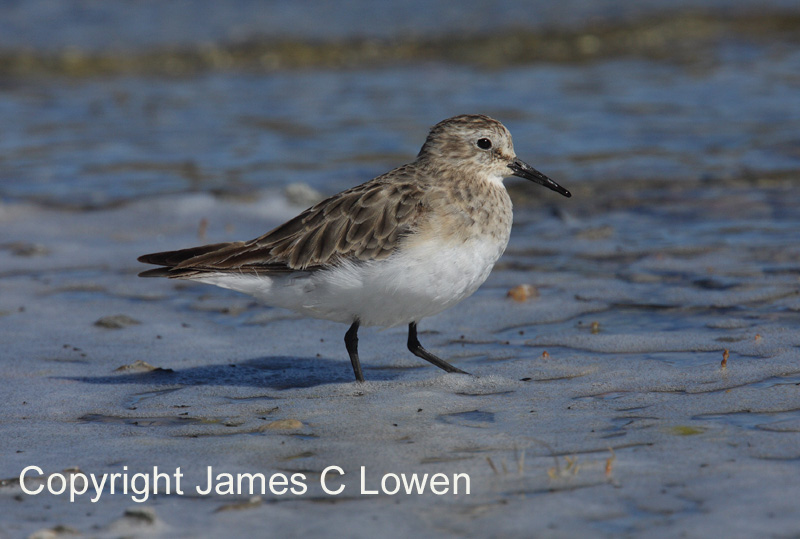 Bairds Sandpiper
