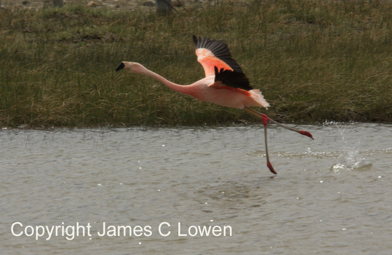 Chilean Flamingo