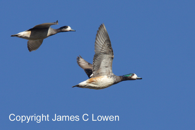 Chiloe Wigeon