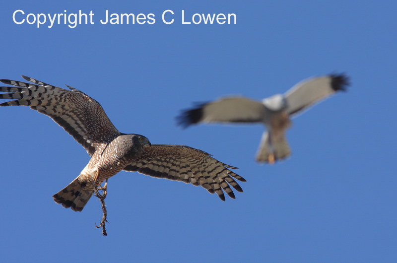 Cinereous Harrier