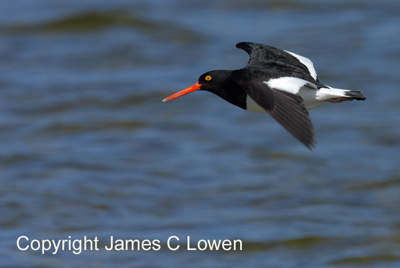 Magellanic Oystercatcher