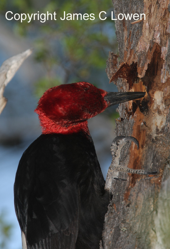 Magellanic Woodpecker