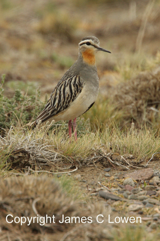 Tawny-throated Dotterel