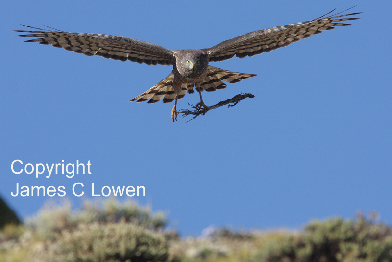Cinereous Harrier