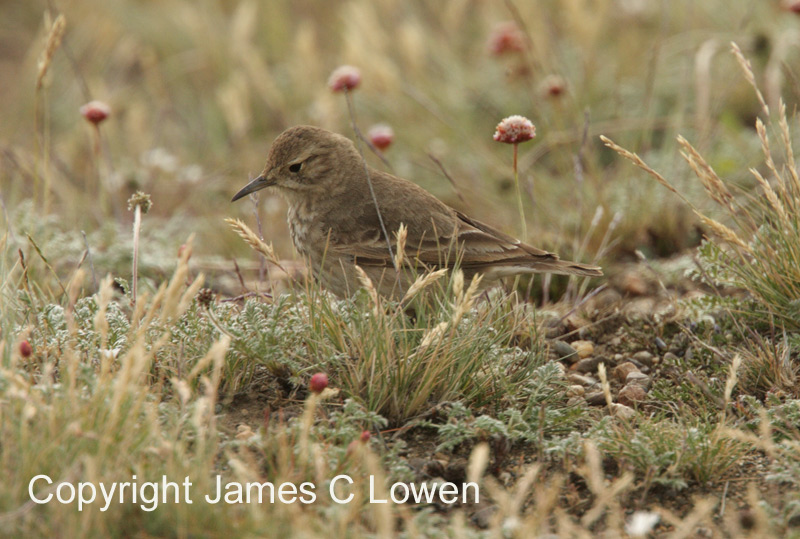 Common Miner