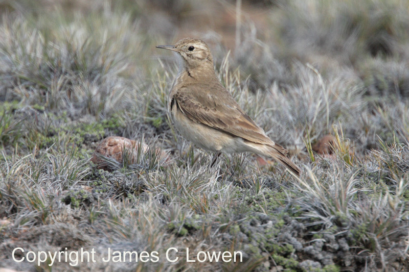 Common Miner