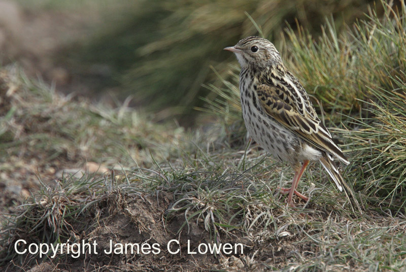 Correndera Pipit