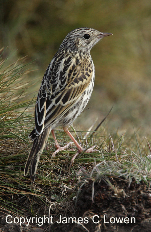 Correndera Pipit