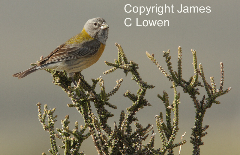 Grey-hooded Sierra-finch