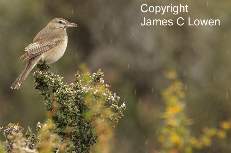 Grey-bellied Shrike-tyrant