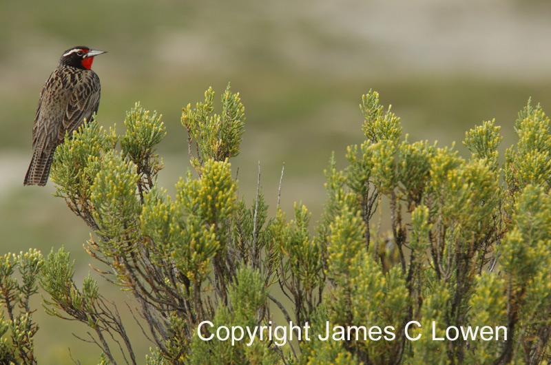 Long-tailed Meadowlark
