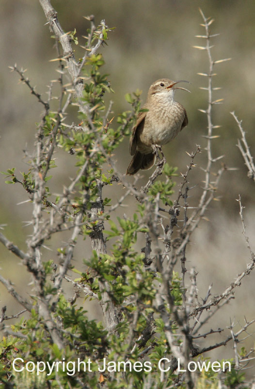 Scale-throated Earthcreeper