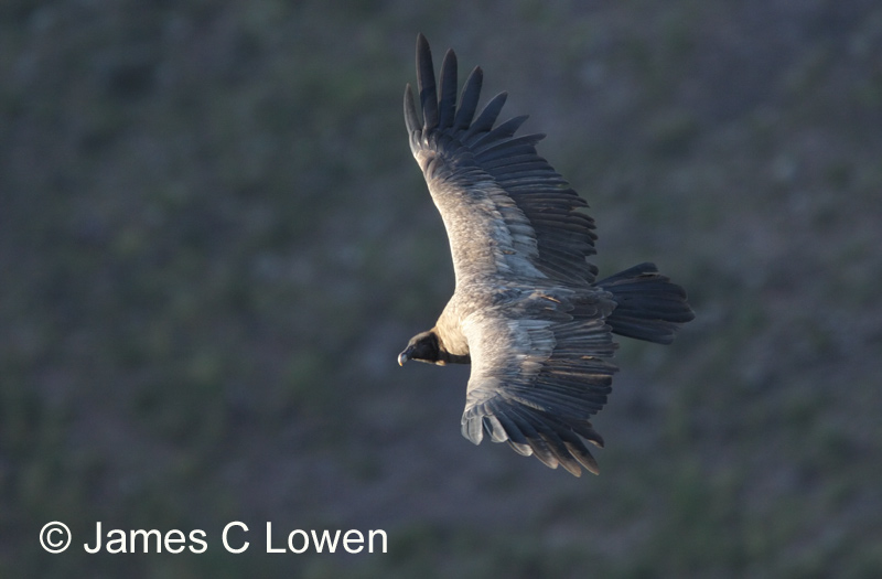 Andean Condor