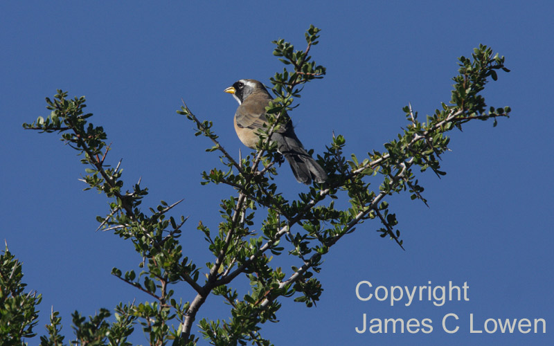 Many-coloured Chaco-finch