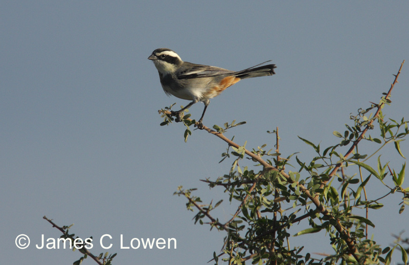 Ringed Warbling-finch