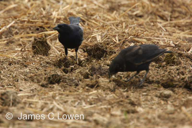 Shiny Cowbirds