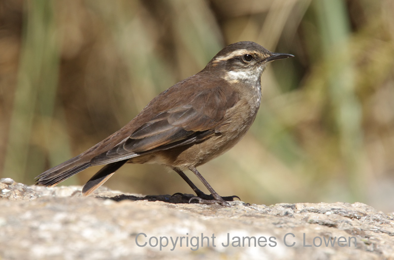 Olrogs Cinclodes
