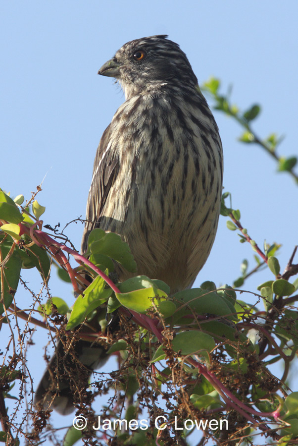 White-tipped Plantcutter