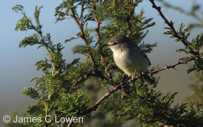 White-bellied Tyrannulet