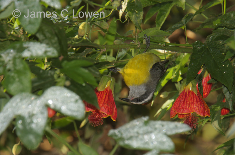 *NEW* Bananaquit