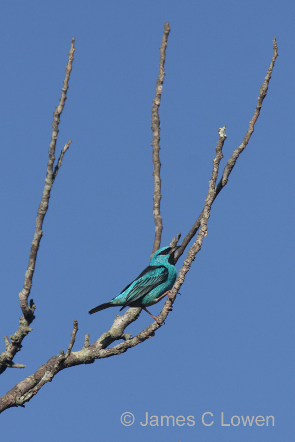 *NEW* Blue Dacnis